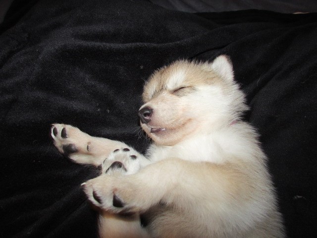 Alaskan Malamute puppy for sale + 52850