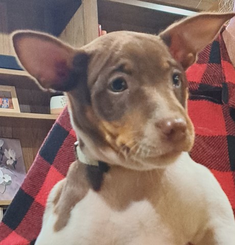 Rat Terrier puppy for sale + 66707