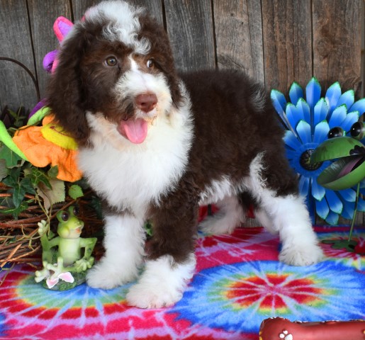 Old English Sheepdog puppy for sale + 62149