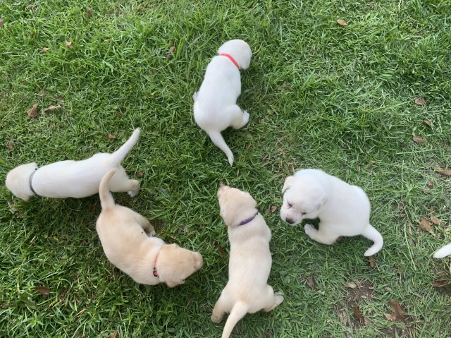 Labrador Retriever puppy for sale + 62187