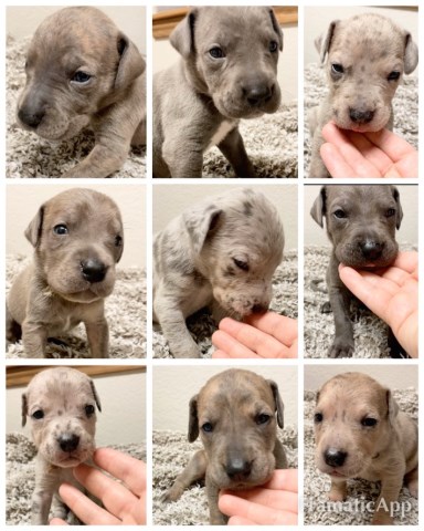 6 AKC 100% Great Dane Pups Available!!