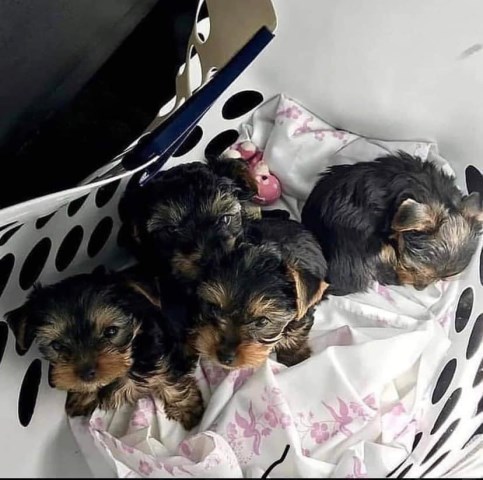 Yorkshire Terrier puppy for sale + 67052