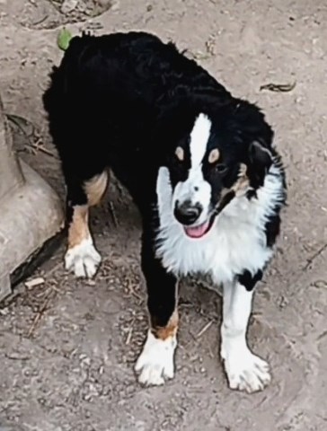 "Indigo" ASDR Black Tri Male Aussie