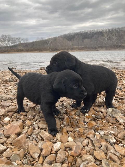 Labrador Retriever puppy for sale + 63118