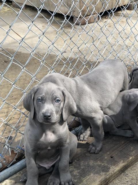 Weimaraner puppy for sale + 50382