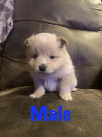 Pomeranian puppy for sale + 65331