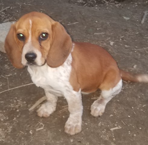 Beagle puppy for sale + 56676