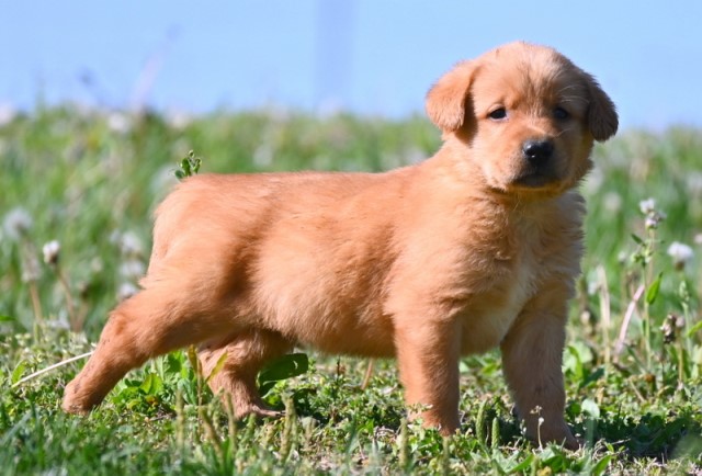 Labrador Retriever puppy for sale + 65823