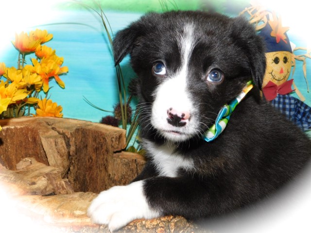 Border Collie puppy dog for sale in CHICAGO, Illinois