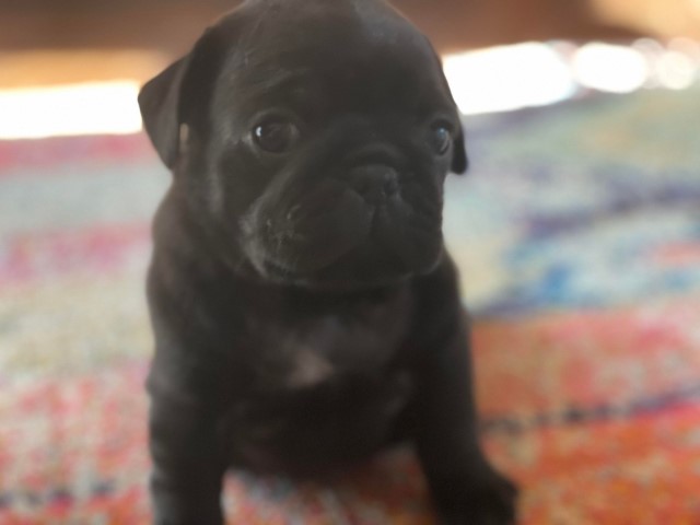 Pug puppy for sale + 63864