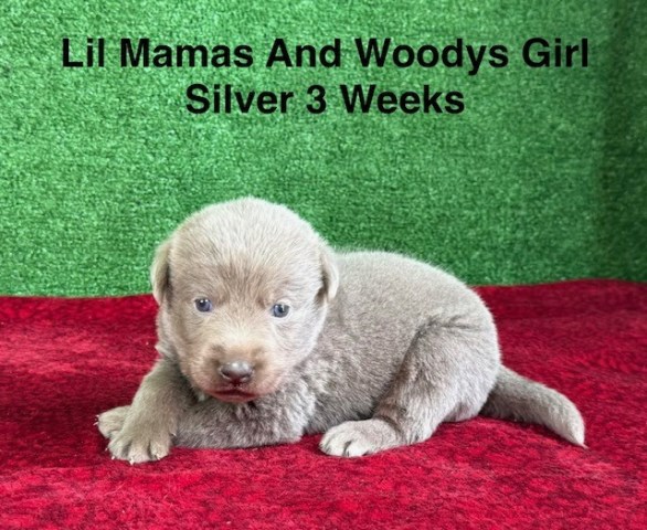 AKC Female Silver Labrador Puppy
