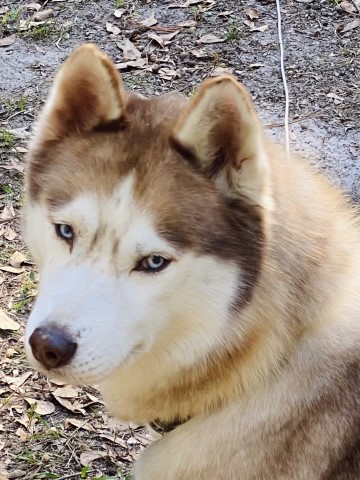 CHAMPION female Siberian