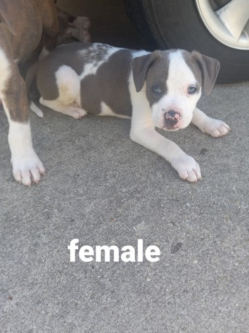 American Pit Bull Terrier puppy for sale + 63283