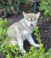 AKC Lt. Copper F Siberian Husky for sale/adoption