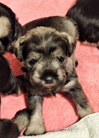 Miniature Schnauzers Miniature Schnauzer for sale/adoption