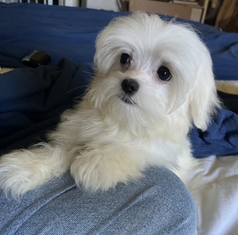 Maltese puppy for sale + 66211