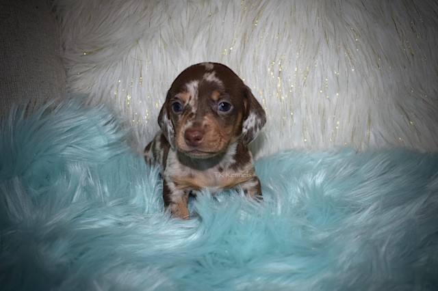 Dachshund puppy dog for sale in Grayson, Louisiana