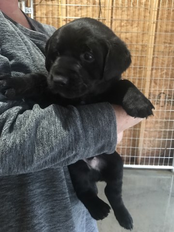 Labrador Retriever puppy for sale + 54035