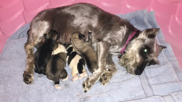 Mini Schnauzer Puppies. Registered Purebred.