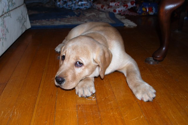 Labrador retriever puppies for sale