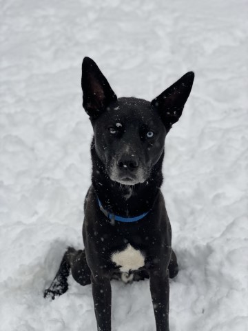 Gus. Male husky mix. neutered. house trained. lots of energy