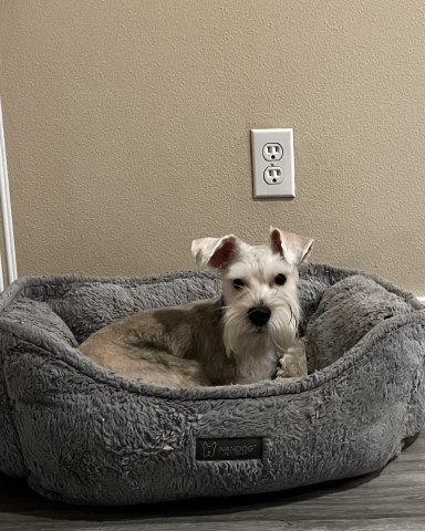 Enzo- Miniature Schnauzer 7mo. old