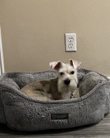 Enzo- Miniature Schnauzer 7mo. old Miniature Schnauzer for sale/adoption