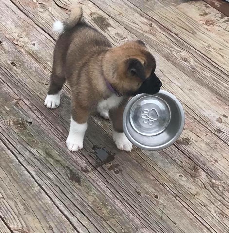 Red - Akita - AKC