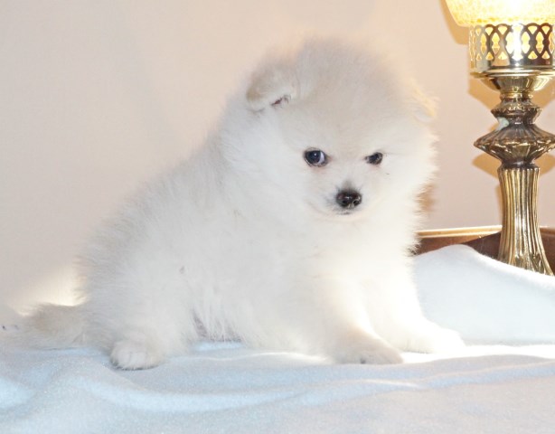Pomeranian puppy for sale + 59510