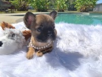 Dream Come True .. VISUAL FLUFFY Frenchie French Bulldog for sale/adoption