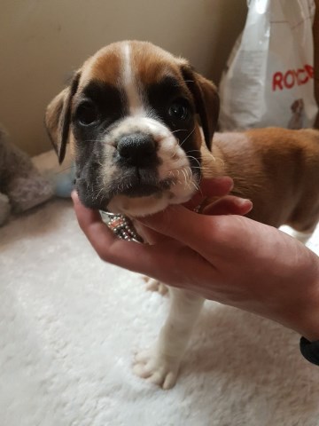 Boxer puppy for sale + 52597