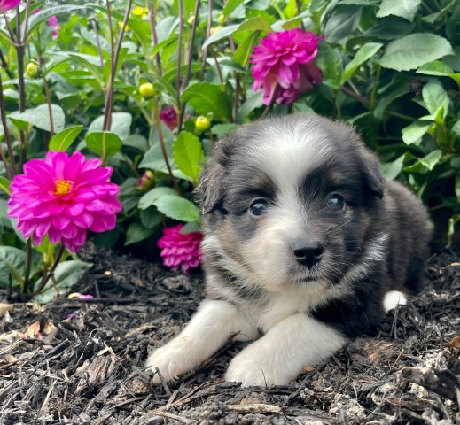 Miniature Australian Shepherd puppy for sale + 62556