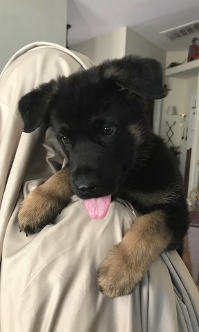 German Shepherd Dog puppy for sale + 58560