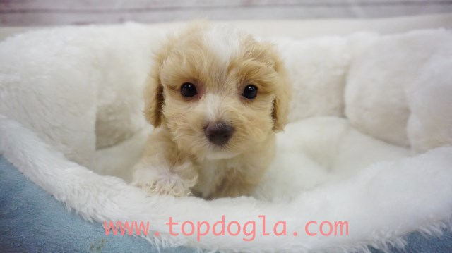 Morky Puppy- Male- Spain ($975)