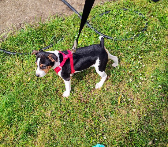 Rat Terrier puppy for sale + 65977