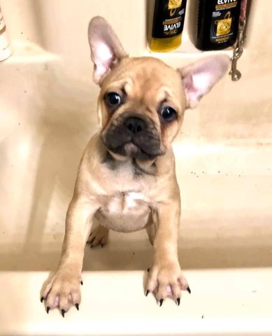 Rose, French Bulldog