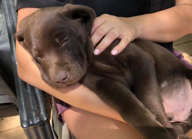 Labrador Retriever puppy for sale + 57205