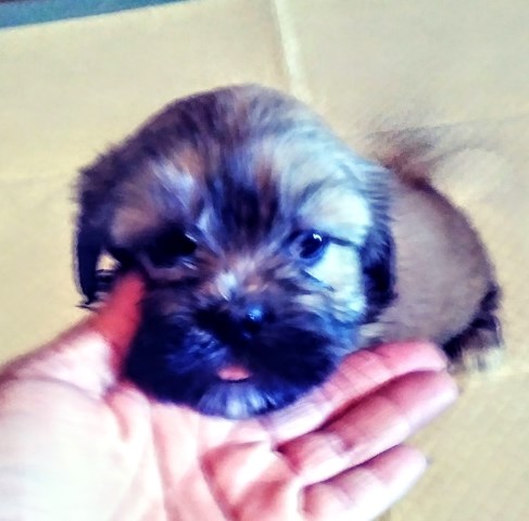 Lhasa Apso Puppies