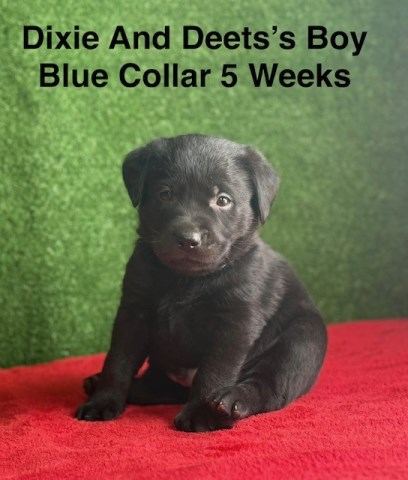 Labrador Retriever puppy for sale + 67049