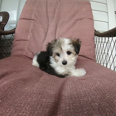 Sissy Female Morkie
