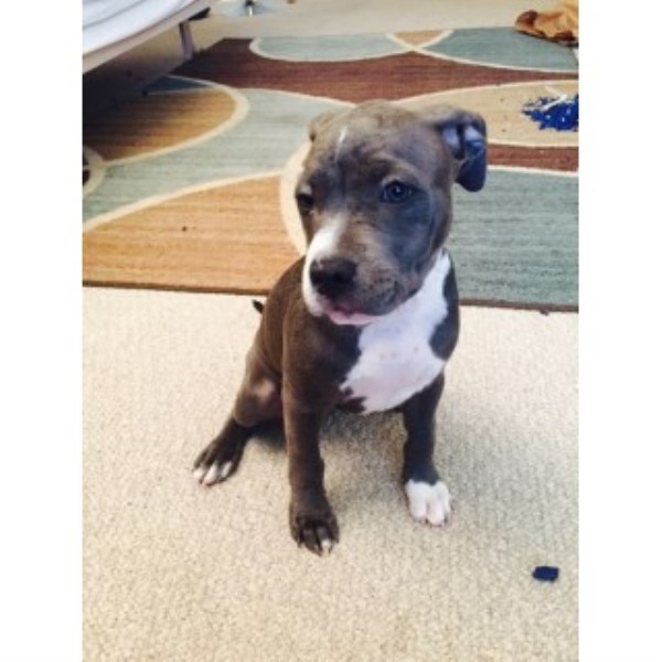 Beautiful Female Blue Nose Pitbull Puppy