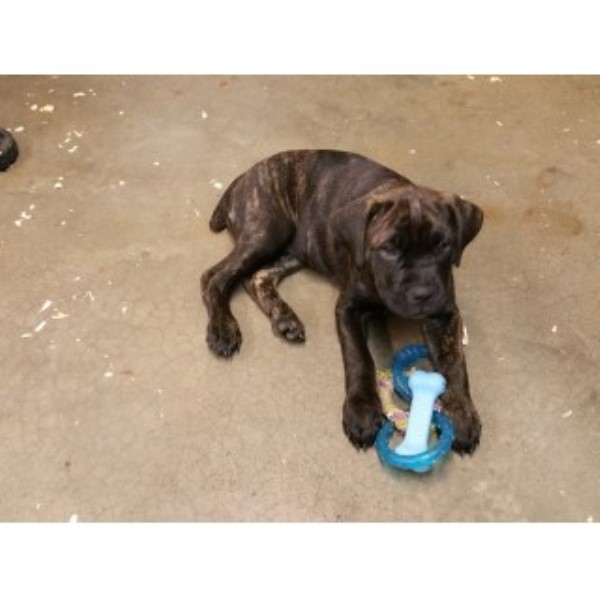 Cane Corso Puppy Dog For Sale In Independence Missouri