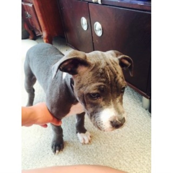 American Pit Bull Terrier puppy for sale + 46331