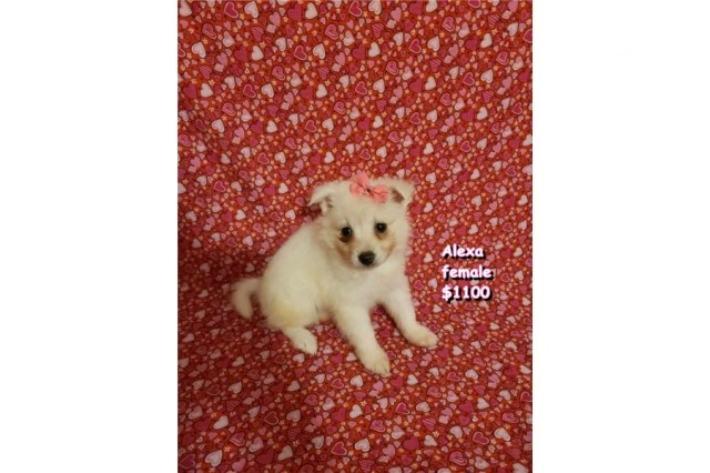 American Eskimo Dog puppy for sale + 62814