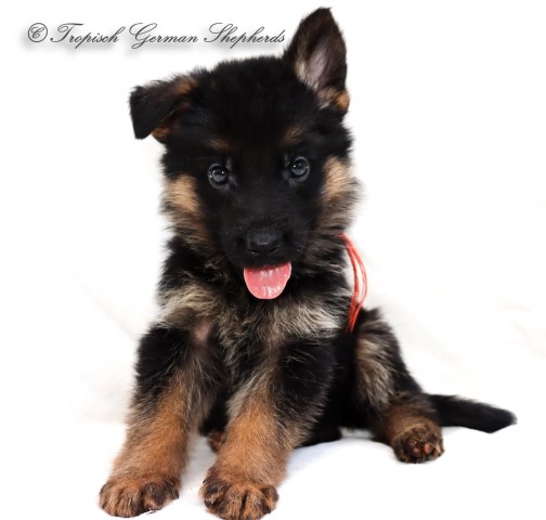 German Shepherd Dog puppy for sale + 63872