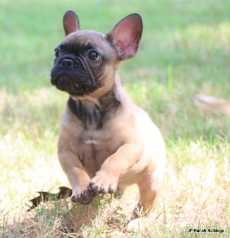 Absolute Gorgeous AKC French Bulldog puppies