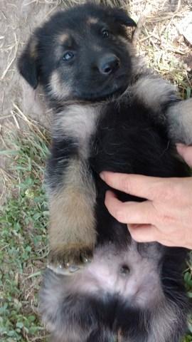 German Shepherd Dog puppy for sale + 49578