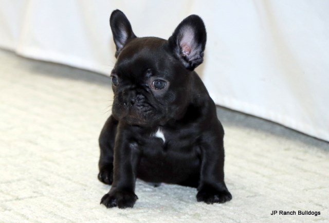 French Bulldog puppy for sale + 66403