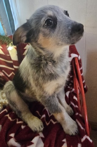 BeBe Blu Skye Heeler