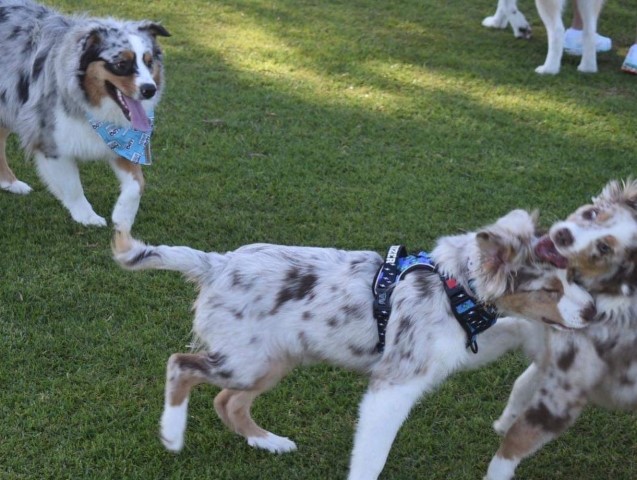 Australian Shepherd dogs for Adoption.